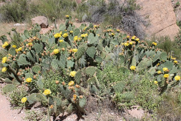 GrandCanyon2017_032