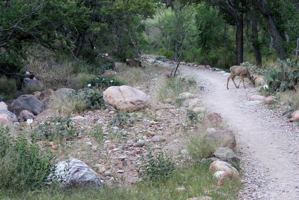 GrandCanyon2017_069