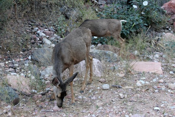 GrandCanyon2017_070