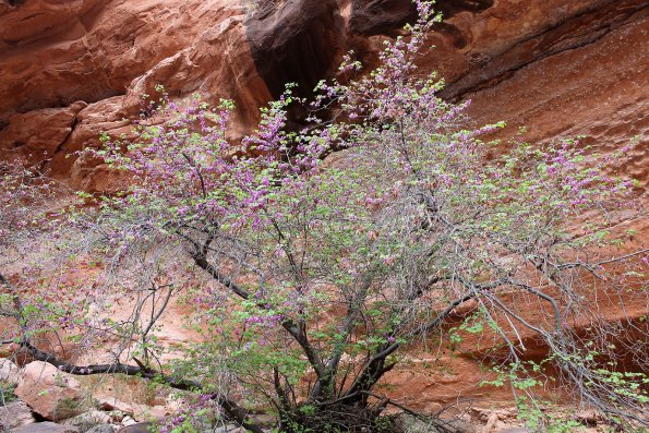 Havasupai_2019-058