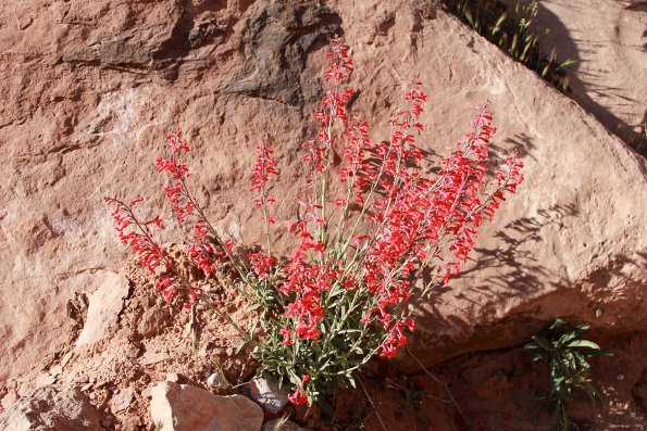 Havasupai_2019-092