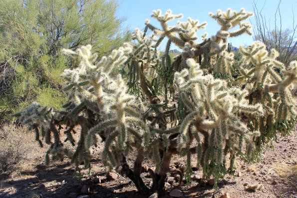 SuperstitionMountains_039