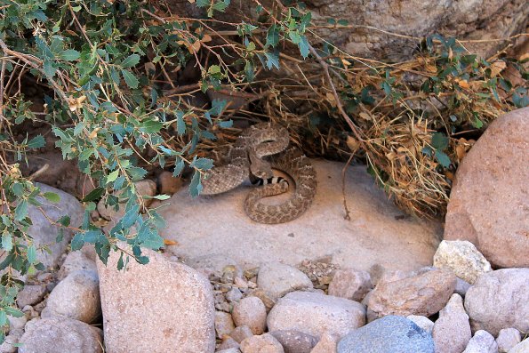 SuperstitionMountains_044