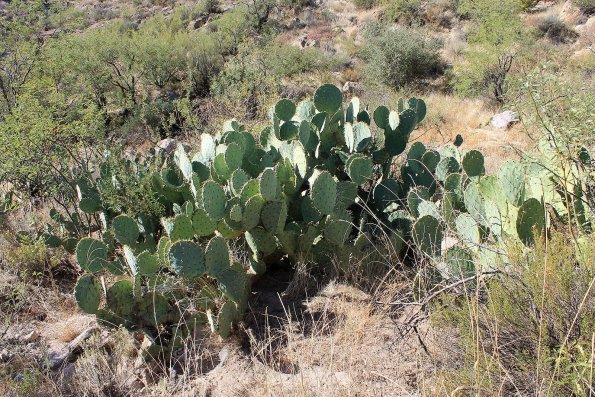 SuperstitionMountains_051