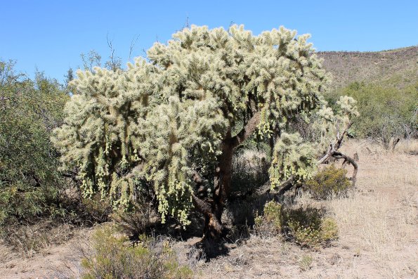 SuperstitionMountains_052