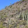 SuperstitionMountains_055