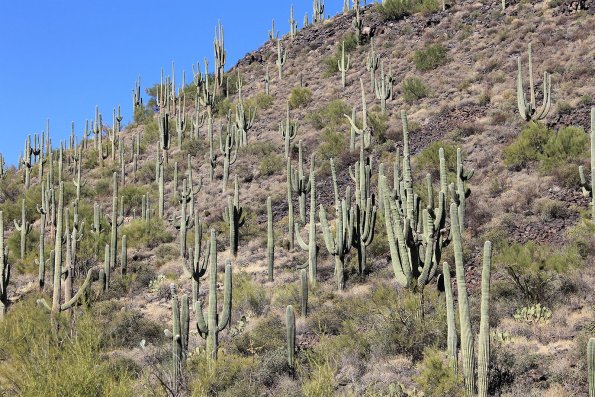 SuperstitionMountains_055