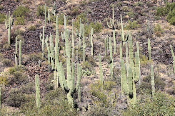 SuperstitionMountains_056