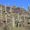 SuperstitionMountains_058