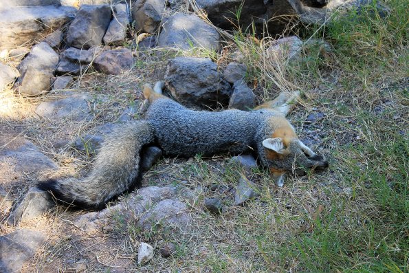 SuperstitionMountains_062