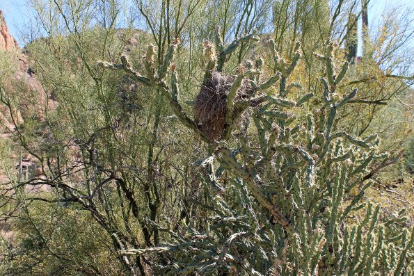 SuperstitionMountains_064