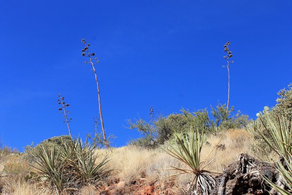 SuperstitionMountains_097