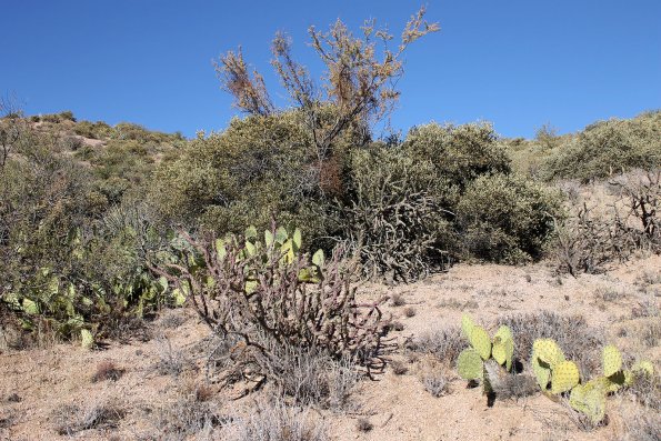 SuperstitionMountains_099